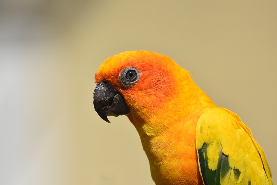 Fakta Lengkap Burung Sun Conure: Jenis, Harga dan Cara Merawatnya