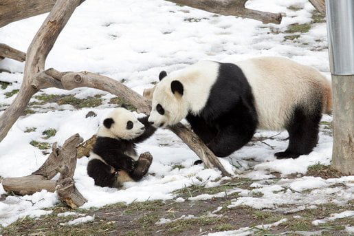 Perawatan Bayi Panda