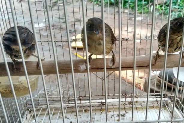 Tata Cara Budidaya Burung Flamboyan Yang Praktis Dan Berhasil Trikmerawat Com