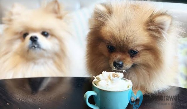 Tutorial Cara Memelihara Anjing  Mini Pom Lucu dan Sehat 