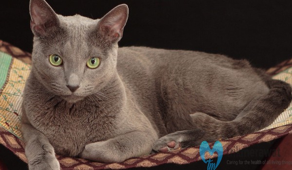 cara merawat kucing russian blue