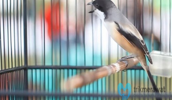 cara merawat burung cendet