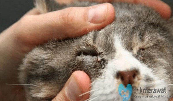 10 Penyebab Mata Kucing Berair dan Cara Mengobati dengan Benar