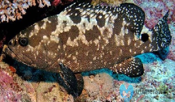 Ikan Kerapu Batik