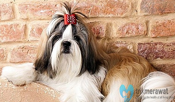 Merawat Bulu Anjing Peking