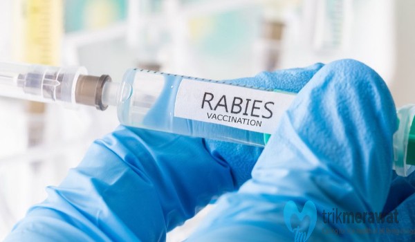 Vaksin Rabies