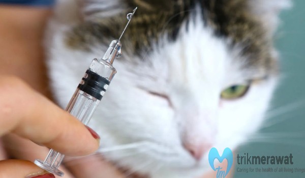 Cara Vaksin Kucing yang Tepat 
