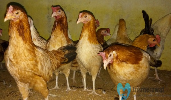 Ciri-Ciri dan Karakteristik Ayam Elba